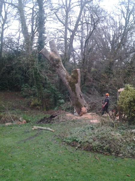  Cattistock tree felling 